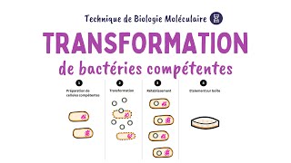 LA TRANSFORMATION BACTÉRIENNE  BIOLOGIE MOLÉCULAIRE [upl. by Plante]