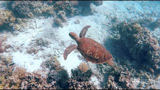 Great Barrier Reef understanding its past to predict its future [upl. by Ynnaej]