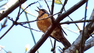 Varied Thrush Singing [upl. by Anirac]