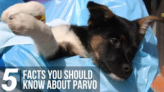 5 Facts You Should Know About Parvo [upl. by Krall]