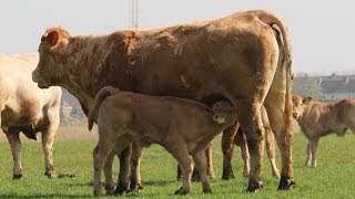 Blonde dAquitaine with drinking calf [upl. by Starbuck]