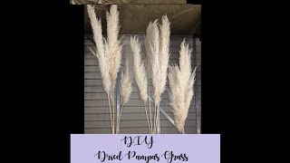 DIY DRIED Pampas Grass for Wedding [upl. by Mimi]