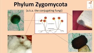 Zygomycota [upl. by Hgielrak]