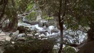 Ikaria the most enchanting island of the Aegean [upl. by Llemaj]