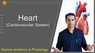 Human Heart Anatomy and Physiology Cardiovascular System [upl. by Bowrah155]