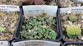 Planted Some More Lithops And Ebay Scams [upl. by Natanhoj]