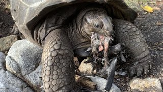 The SlowMo Hunt Tortoise v Bird [upl. by Sisi256]