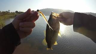 Hazelmere Dam Bass fishing [upl. by Llertac619]