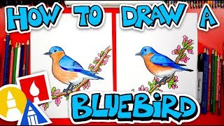 How To Draw A Bluebird [upl. by Ihsorih916]