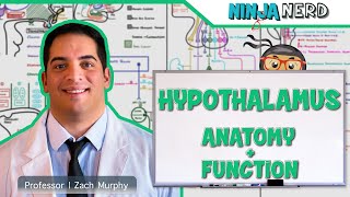 Neurology  Hypothalamus Anatomy amp Function [upl. by Tirza]