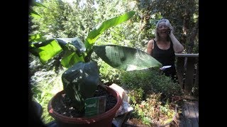 Dwarf Cavendish Banana Musa acuminata will produce edible fruit [upl. by Akcira]