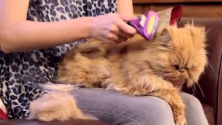 FURminator for Cats Video [upl. by Ulu]