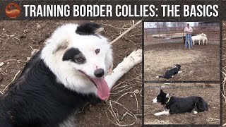 Training Border Collies The Basics [upl. by Femmine]