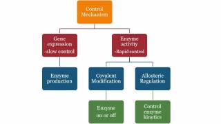 Enzyme Regulation [upl. by Bowes]