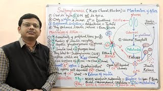 Diabetes Mellitus Part10 Mechanism of Action of Sulfonylurease  Antidiabetic Drugs  Diabetes [upl. by Anstice93]