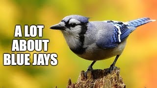 A lot About Blue Jays [upl. by Dare]