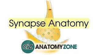 Synapse Structure  Neuroanatomy Basics [upl. by Ecyle]