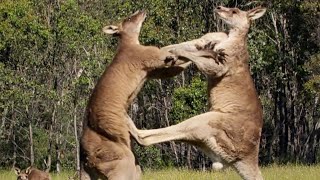 Filming The Kangaroo Boxing Fight  Wild Stories  BBC Earth [upl. by Sheri775]