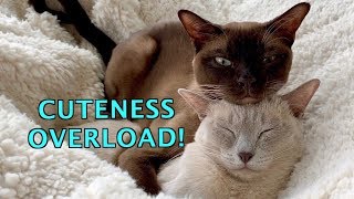 Warm amp Fuzzy Burmese Cats Love to Snuggle amp Sleep Cuteness Overload [upl. by Niela]