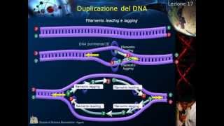 Citologia  Lezione 17 Duplicazione del DNA [upl. by Nemracledairam]