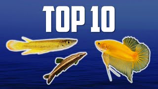 10 Top Dwelling Fish for Your Aquarium [upl. by Gerianne]