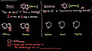 The Nitrogenous Bases  Purines and Pyrimidines [upl. by Mollee745]