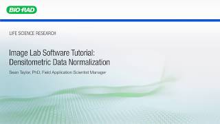 Image Lab Software Tutorial Densitometric Data Normalization [upl. by Birecree]