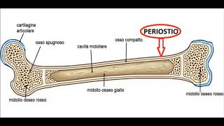 TESSUTO OSSEO [upl. by Ardys]