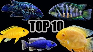 Top 10 Cichlids for Beginners [upl. by Teodorico939]