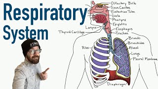 Respiratory System  Structure and Function [upl. by Alper]