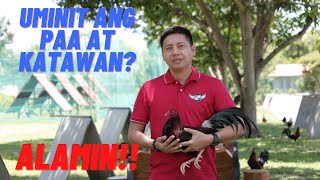 SABONG TIPS Mainit Na Paa at Katawan Ng Manok Sa Araw Ng Laban  Paano Ito Maiiwasan [upl. by Alcus979]