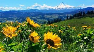 Relaxing Meadow with Ambient Nature Sounds Wildflowers and Mountain View  8 Hours [upl. by Idola]