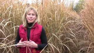 Growing Miscanthus A Crop With Potential Part 1 [upl. by Esereht]