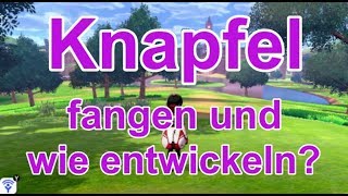 Knapfel fangen und wie entwickeln  Pokemon Schwert und Schild [upl. by Enitsirc]