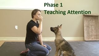 How to Train a Dog to Pay Attention K91com [upl. by Ecinaj]