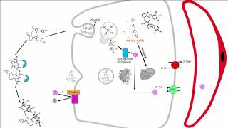 Thyroid Part 2  Thyroid Hormone Synthesis [upl. by Airbas]