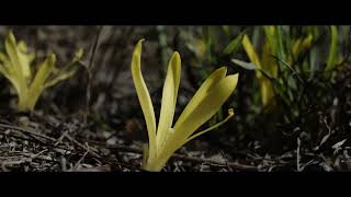 The world of wild plants in Hungary Sternbergia colchiciflora [upl. by Akemeuwkuhc]