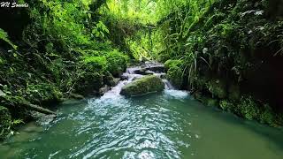 Beautiful Birds Chirping in the Andes Mountain Range Relaxing Stream Sound ASMR [upl. by Dugald]