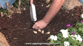 Freesia Flower Bulbs  Tips on How to Plant the Bulbs [upl. by Yrruc533]