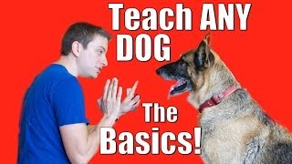 Dog Training 101 How to Train ANY DOG the Basics [upl. by Llerrut]