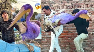 Mamu Ya Kesa Bird Pakar Kr La Aiy 😱 Zoo Mein [upl. by Yrohcaz]