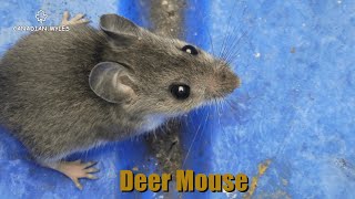 Deer Mouse Peromyscus [upl. by Foulk]