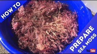 How to Prepare Sea Moss Irish Moss  Purple Sea Moss [upl. by Retnyw150]