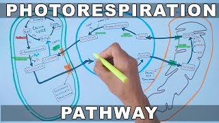 Photorespiration Pathway [upl. by Gresham]