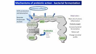 Probiotic Benefits  Top Signs You Should Be Taking A Probiotics [upl. by Carlos]