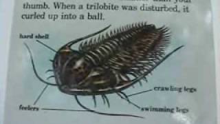 Introduction to Trilobites pt 1 of 2 [upl. by Libby201]