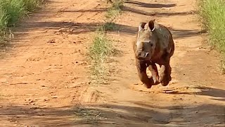 The Most Excited Baby Rhino Ever [upl. by Ylagam]