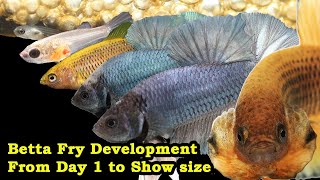 Betta Fry Development From Day 1 to Show size [upl. by Fulvia35]