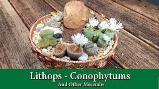 Lithops Conophytums and Other Mesembs [upl. by Lakin]