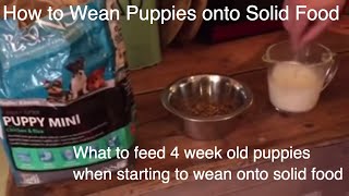 What to feed 4 week old puppies when starting to wean onto solid food part 1 [upl. by Banna]